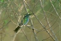 White-vented Violet-ear - Colibri serrirostris