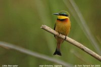 Little Bee-eater - Merops pusillus