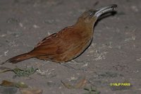 Great Rufous Woodcreeper - Xiphocolaptes major