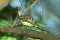 Greenish Elaenia - Myiopagis viridicata