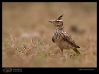 Malabar Lark - Galerida malabarica