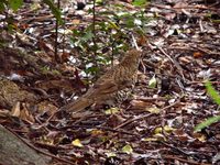 Russet-tailed Thrush - Zoothera heinei