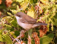 Lesser Whitethroat - Sylvia curruca