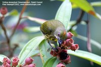 Yellow-breasted Flowerpecker - Prionochilus maculatus