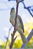 Purple-gaped Honeyeater - Lichenostomus cratitius