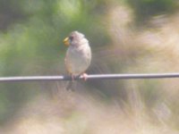 Yellow-billed Grosbeak - Eophona migratoria