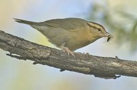 Worm-eating Warbler - Helmitheros vermivorus