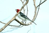 Red-cowled Cardinal - Paroaria dominicana