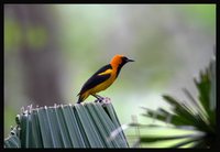 Orange-crowned Oriole - Icterus auricapillus