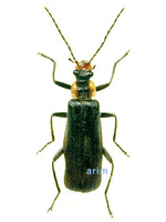 Podabrus annulatus - OO병대벌레