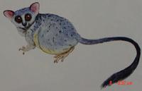 Elegant Galago, Southern Needle-clawed Bushbaby (Euoticus elegantulus)