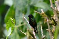 Black-bellied Hummingbird