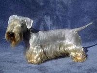 Cesky Terrier (Bohemian Terrier)