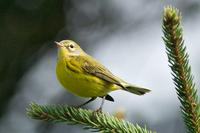 Prairie Warbler