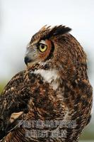 ...Vertical image of a Great Horned Owl ( Bbo virginianus ) taken at Largo Central Park Nature Pres