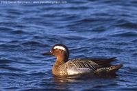 Garganey Anas querquedula