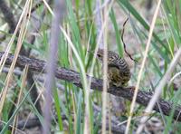 Lanceolated warbler C20D 03643.jpg