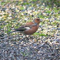 Chaffinch at Elton