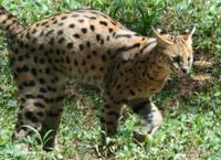 Serval cat (Leptailurus serval)