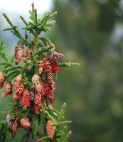 Two-barred Crossbill (Loxia leucoptera)