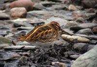 Jack Snipe (Lymnocryptes minimus)