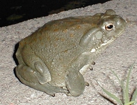 : Bufo alvarius; Sonoran Desert Toad