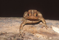: Bufo americanus; American Toad