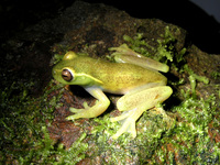 : Hyloscirtus colymba