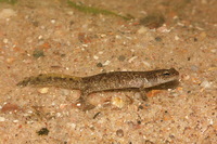 : Hynobius nebulosus