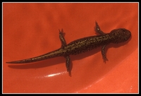 : Hynobius retardatus