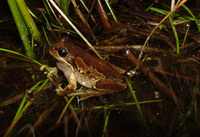 : Litoria ewingii; Whistling Tree Frog