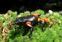 : Mantella cowanii; Harlequin Mantella