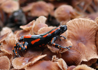 : Phrynomantis bifasciatus; Fire Walking Frog Or Red-banded Rubber Frog