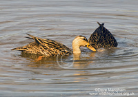 : Anas fulvigula; Mottled Duck