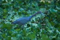 : Egretta caerulea; Little Blue Heron
