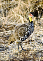 : Francolinus leucoscepus; Yellow-necked Spurfowl