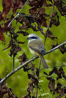 : Lanius cristatus; Brown Shrike