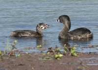 : Podilymbus podiceps; Pied-billed Grebe