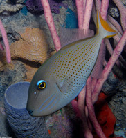 : Xanthichthys ringens; Sargussum Triggerfish