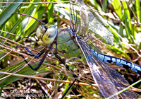 : Anax imperator; Emperor Dragonfly