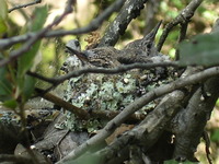 : Trochilidae sp.