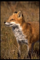: Vulpes vulpes; Red Fox