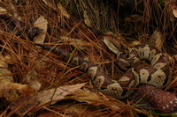 : Atropoides mexicanus; Jumping Viper