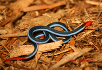 : Caliophis bivigrata; Long Glanded Coral Snake