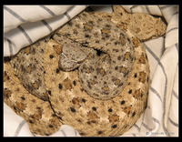 : Crotalus cerastes laterorepens; Colorad Desert Sidewinder