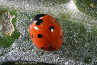 : Coccinella septempunctata; Seven-spotted Lady Beetle