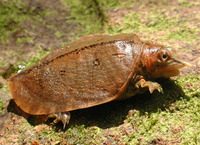 : Dogania subplana