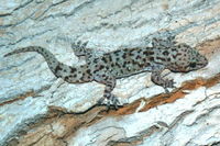 : Hemidactylus turcicus; Mediterranean Gecko