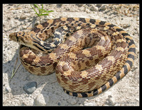 : Pituophis catenifer sayi; Bullsnake