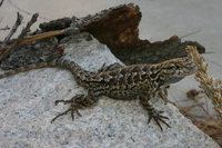 : Sceloporus occidentalis biseriatus; San Joaquin Fence Lizard